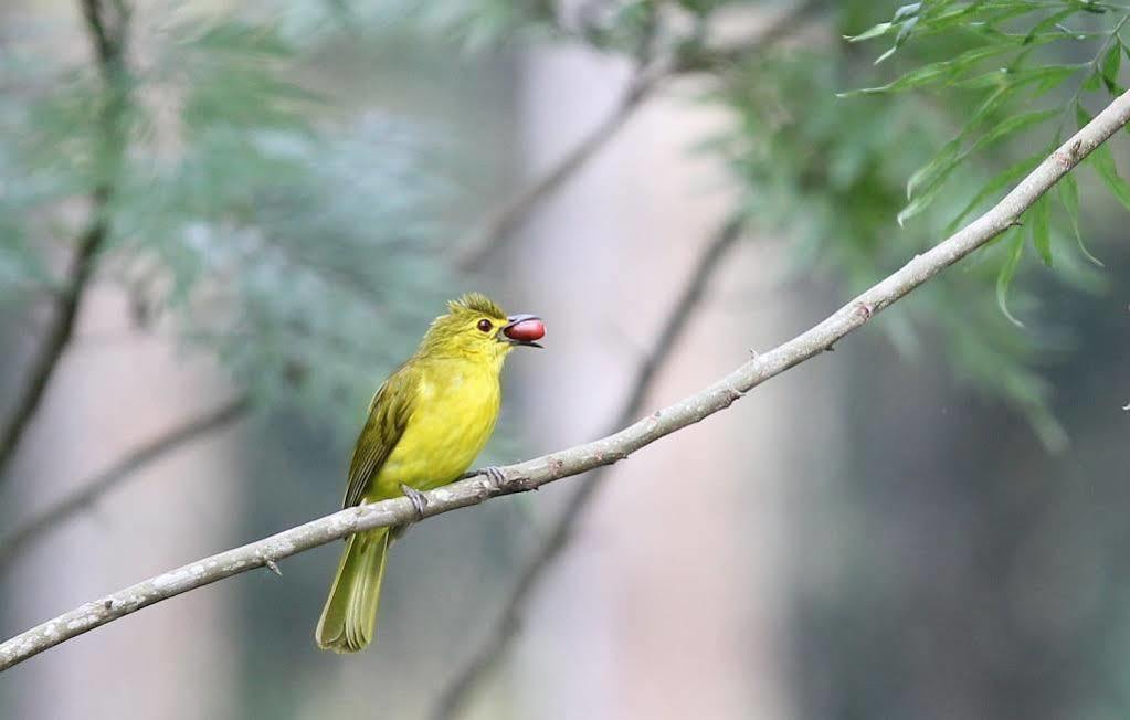 T Cherry Villa مونار المظهر الخارجي الصورة